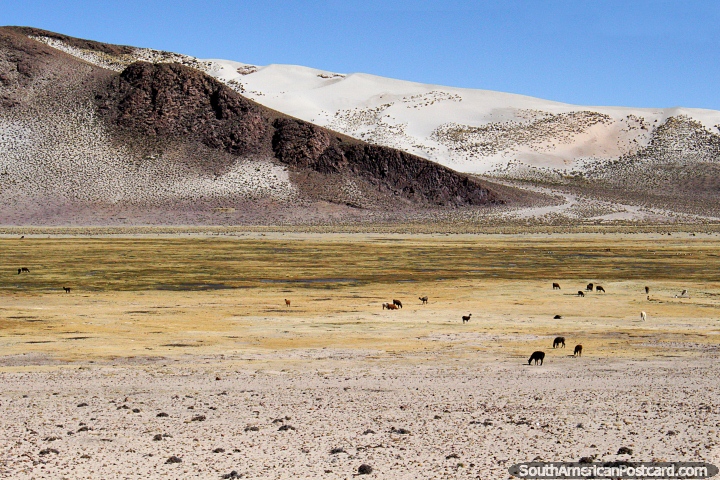 Llamas pastan en las llanuras con montañas blancas y negras en la distancia, entre Potosí y Tica Tica. (720x480px). Bolivia, Sudamerica.