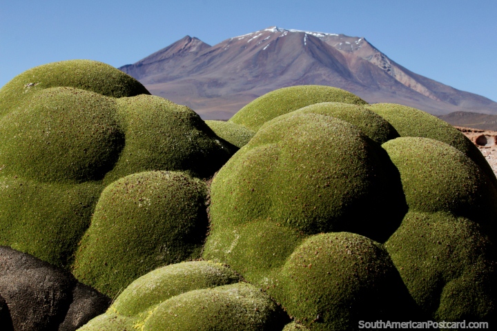 Green fungi in the shape of large balloons grows on rocks and a distant mountain in the Uyuni desert. (720x480px). Bolivia, South America.