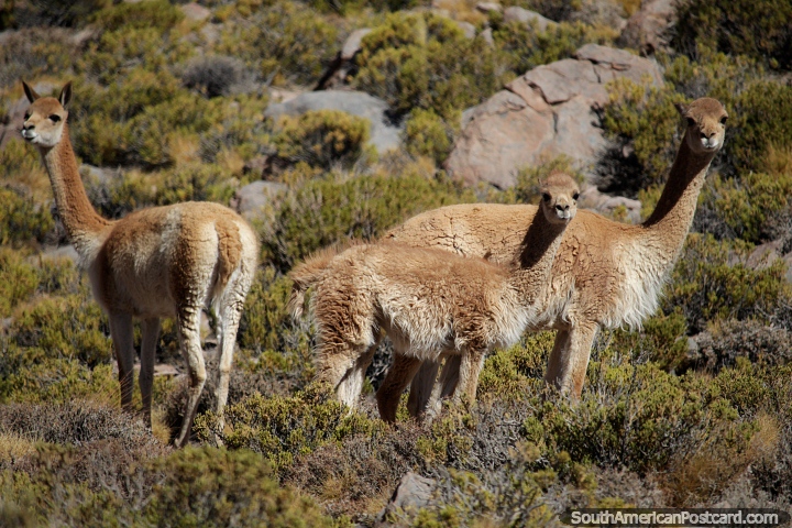 Vicua, animales salvajes en el desierto de Uyuni, como el guanaco que viven a gran altura. (720x480px). Bolivia, Sudamerica.