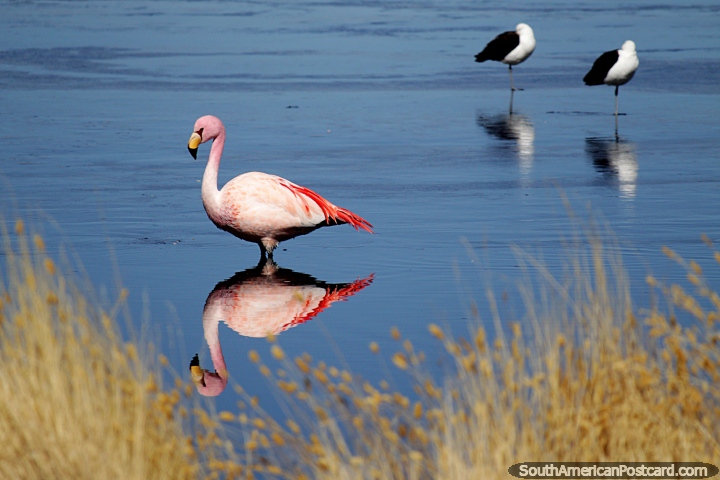 Flamenco rosado en la laguna de Caapa, reflejo fantstico en el agua, desierto de Uyuni. (720x480px). Bolivia, Sudamerica.
