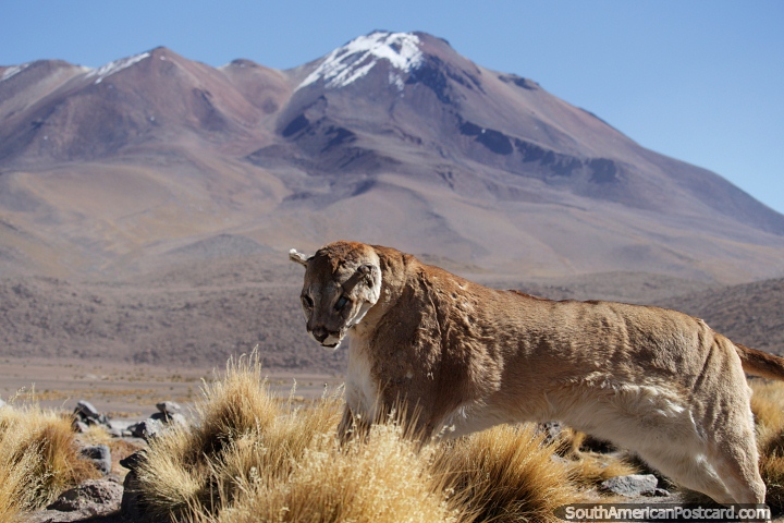 O gato selvagem, taxidermia, atirou 2 anos antes, pintado em frente de uma montanha coberta de neve no deserto de Uyuni. (720x480px). Bolvia, Amrica do Sul.