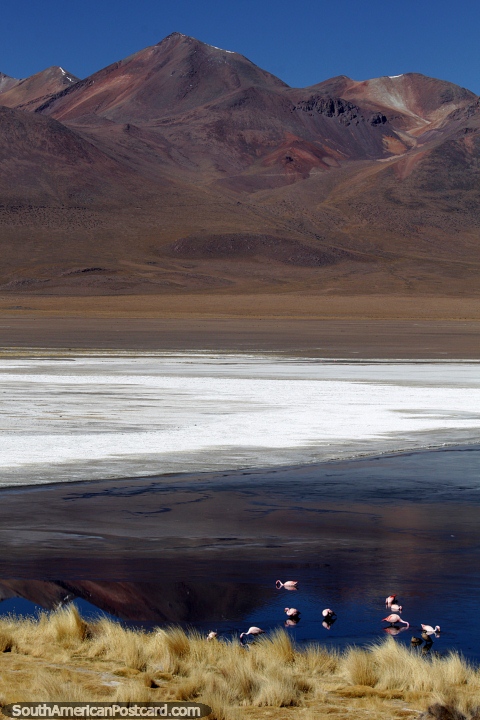 A group of flamingos at Canapa Lagoon, dark blue waters, white salt and brown mountains, Uyuni. (480x720px). Bolivia, South America.