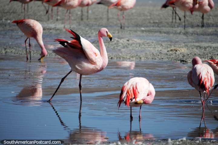 Bonito flamingo na Lagoa Hedionda, um pássaro assombroso para olhar para, o deserto de Uyuni. (720x480px). Bolívia, América do Sul.