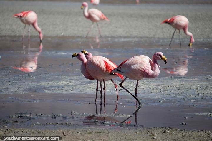 3 flamingos do a little dance, they have interesting beaks, Hedionda Lagoon, Uyuni desert. (720x480px). Bolivia, South America.