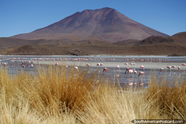 Hundreds of flamingos to see at Hedionda Lagoon during the 3 day tour of the Uyuni salt flats. (720x480px). Bolivia, South America.