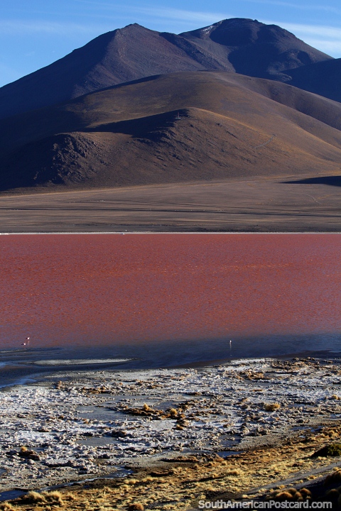 A rainbow of color, green, white, blue, maroon and brown at Colorada Lagoon with distant flamingos, Uyuni. (480x720px). Bolivia, South America.