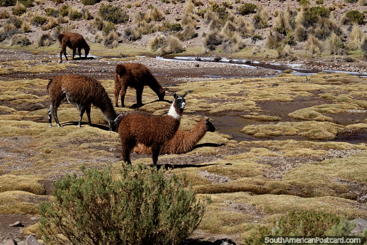 Las llamas beben agua en los pastizales hmedos rodeados por el seco desierto de Uyuni. (720x480px). Bolivia, Sudamerica.