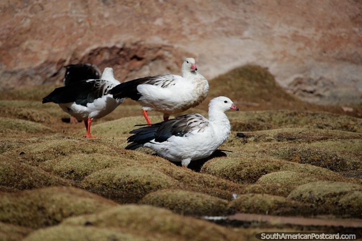 Estas hermosas aves blancas estn buscando agua en el rea alrededor de la Laguna Negra en el desierto de Uyuni. (720x480px). Bolivia, Sudamerica.