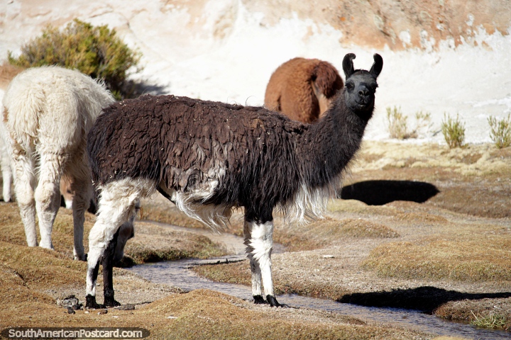 Black llama, they are not easy to get close to, they run fast, around Black Lagoon in Uyuni. (720x480px). Bolivia, South America.