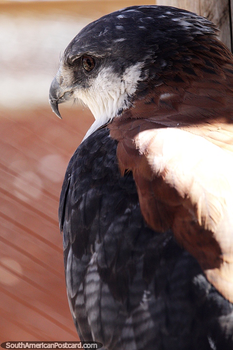 Halcon, meat eater, lives in the mountains, sharp beak, Oruro zoo. (480x720px). Bolivia, South America.