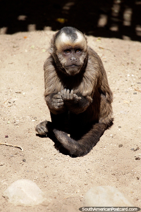 Mono capuchino, vive en regiones tropicales y subtropicales, valos en el zoolgico de Oruro o en la jungla. (480x720px). Bolivia, Sudamerica.