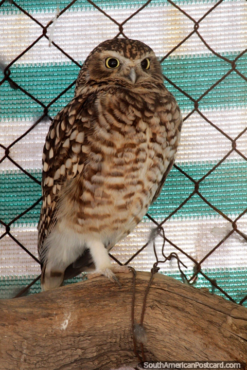 Mochuelo owl, lives in wide open areas, but this one lives at Oruro zoo. (480x720px). Bolivia, South America.