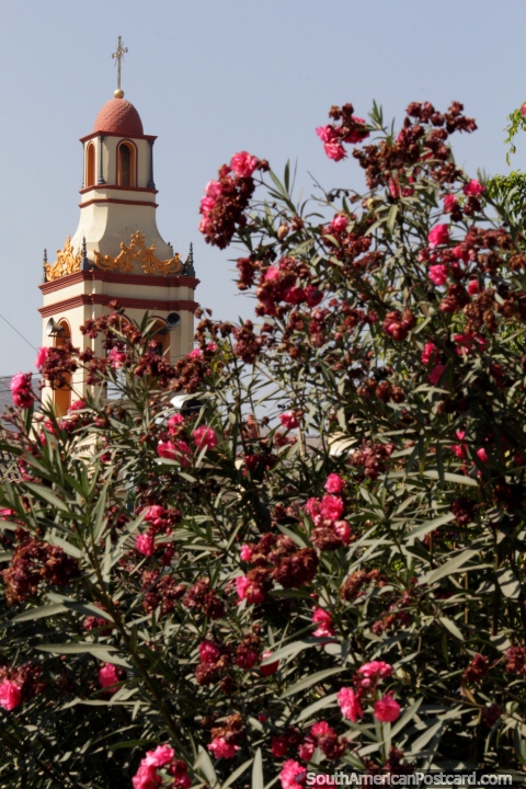 Templo de la Recoleta, la torre y un hermoso rbol rosado en Cochabamba. (480x720px). Bolvia, Amrica do Sul.