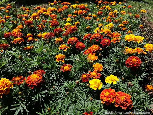 Flores cor-de-laranja em setembro em Praça Zudanez em Sucre. (640x480px). Bolívia, América do Sul.