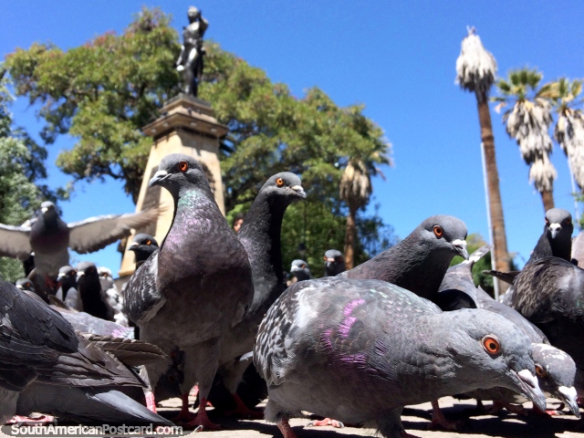 Compre a comida pelos pombos na Praça pública 25 de maio em Sucre, o amarão para ela. (640x480px). Bolívia, América do Sul.