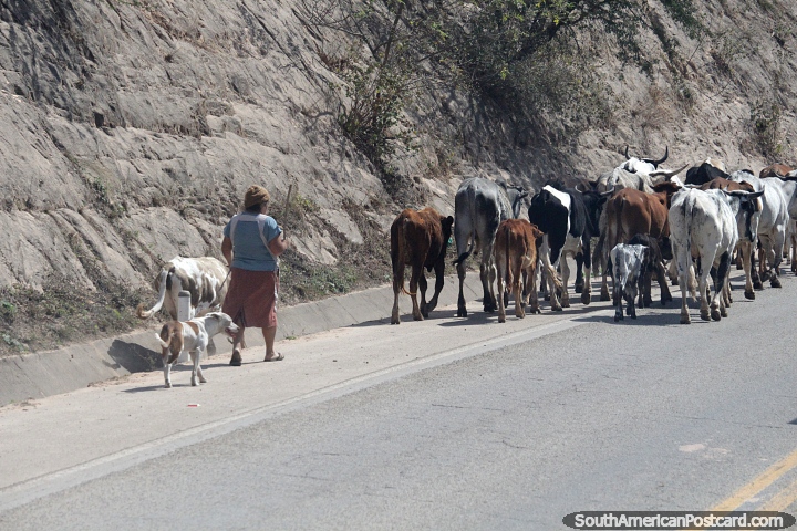 Uma mulher transporta gado pela estrada principal em torno de Gutierrez, ao sul de Abapo. (720x480px). Bolvia, Amrica do Sul.