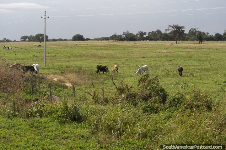O gado pasta na zona rural ao redor de Zanja Honda, ao sul de Santa Cruz. (720x480px). Bolvia, Amrica do Sul.