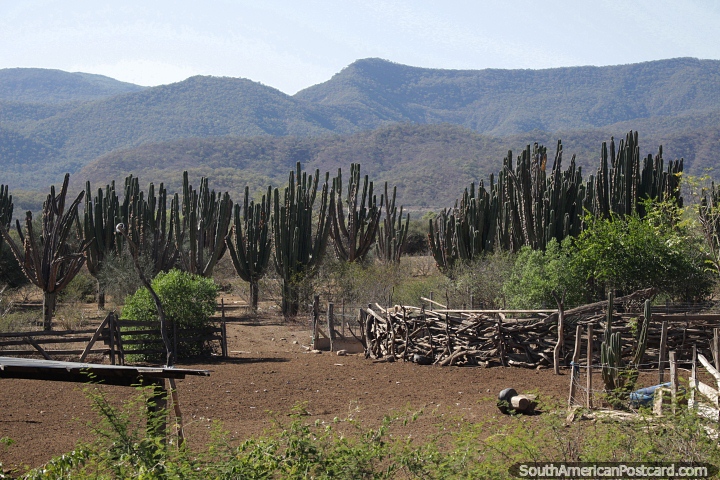 Muitos cactos crescendo em terras e terrenos acidentados ao redor de Mataral, ao norte de Vallegrande. (720x480px). Bolvia, Amrica do Sul.