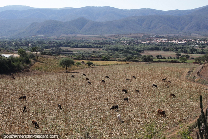 Vacas pastando na vasta zona rural das montanhas a oeste de Pampagrande. (720x480px). Bolvia, Amrica do Sul.