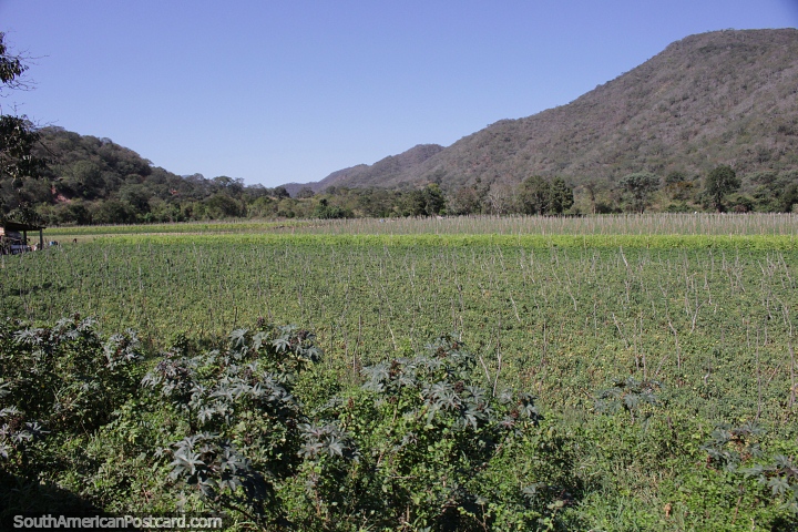 Excelente terreno para cultivo ao redor de Hierba Buena, ao norte de Samaipata. (720x480px). Bolvia, Amrica do Sul.