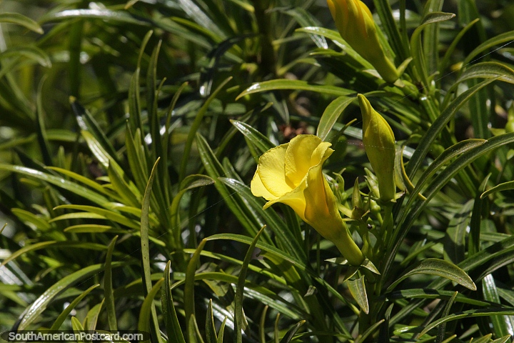 Cascabela Thevetia, pretty yellow flower but poisonous, growing in Vallegrande. (720x480px). Bolivia, South America.