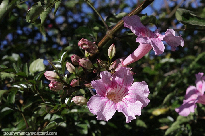 Podranea, lindas flores rosa crescendo em Vallegrande. (720x480px). Bolvia, Amrica do Sul.