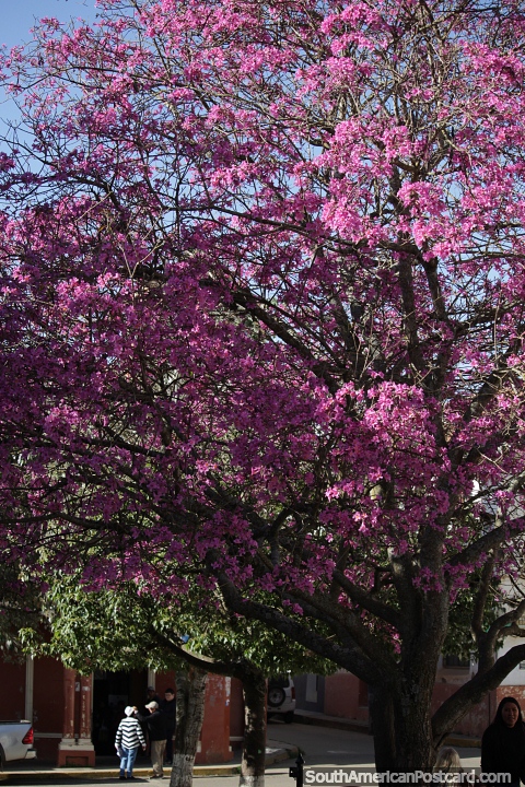 Large pink tree beside the main plaza in Vallegrande. (480x720px). Bolivia, South America.