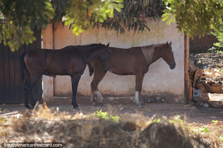 Pair of horses rest under shady trees beside the train station in Robore. (720x480px). Bolivia, South America.