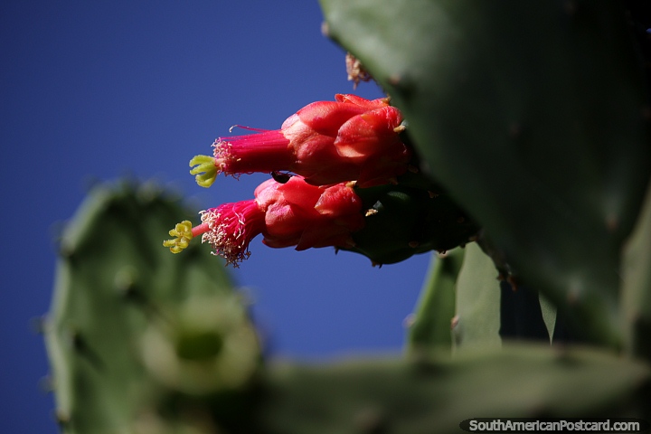 Especies de cactus Opuntia cochenillifera que crecen en Robor. (720x480px). Bolivia, Sudamerica.