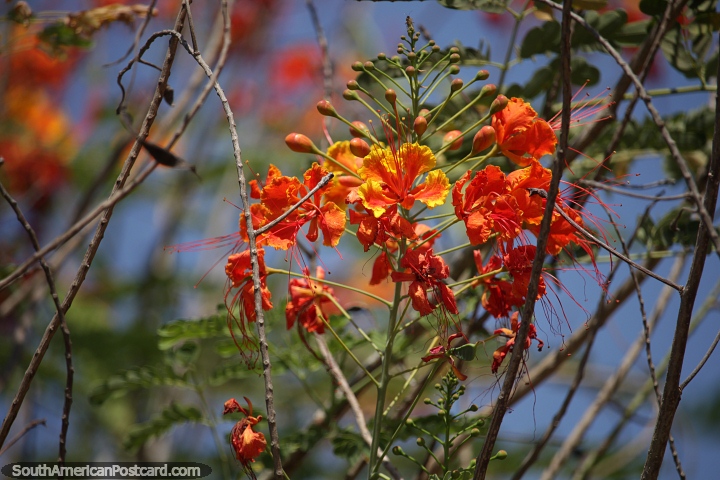 Peacock flower, amazing orange and yellow, nature in San Jose de Chiquitos. (720x480px). Bolivia, South America.