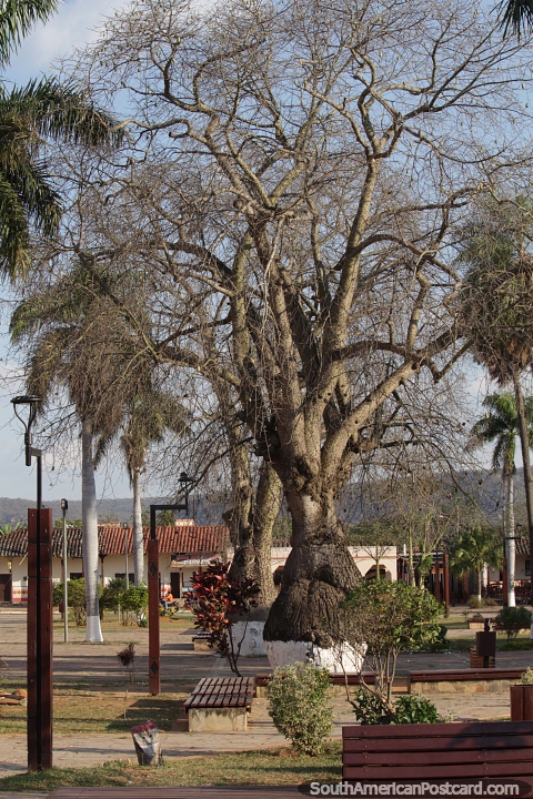 Grandes rvores de garrafa na Praa Principal em San Jose de Chiquitos. (480x720px). Bolvia, Amrica do Sul.