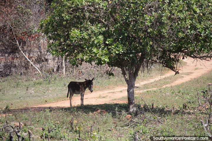 Burro fica sob uma rvore frondosa na zona rural ao norte de San Ignacio de Velasco. (720x480px). Bolvia, Amrica do Sul.