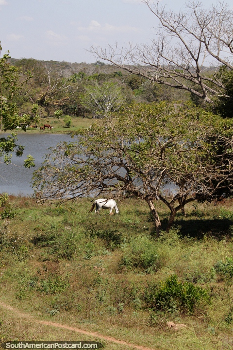 Cavalos pastam na zona rural ao redor de Cruz de Soliz. (480x720px). Bolvia, Amrica do Sul.