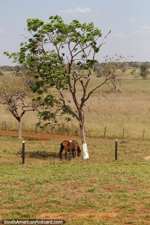 Hermoso paisaje alrededor de Villa Nueva, un caballo debajo de un rbol. (480x720px). Bolivia, Sudamerica.