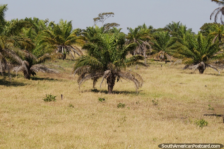 Palm trees in the fields around Concepcion. (720x480px). Bolivia, South America.