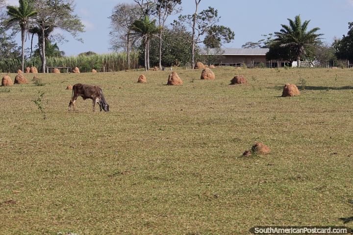 Um campo de formigueiros em uma fazenda nos arredores de Los Potreros. (720x480px). Bolvia, Amrica do Sul.