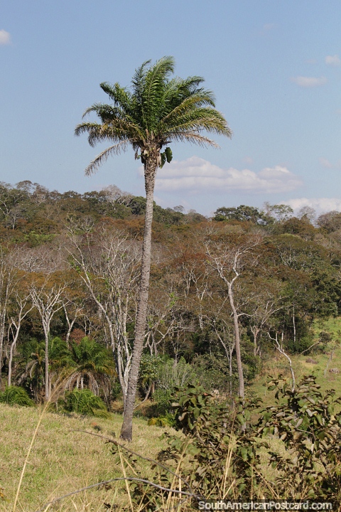 Palm tree in countryside around San Javier. (480x720px). Bolivia, South America.