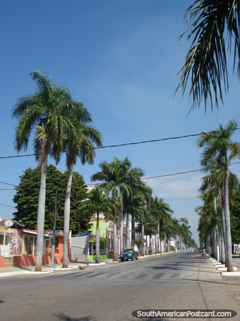 A rua alinha-se com palmeiras em Corumba. (480x640px). Brasil, América do Sul.