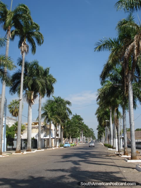 Calle rayada con palmeras en Corumba, la imagen 2. (480x640px). Brasil, Sudamerica.