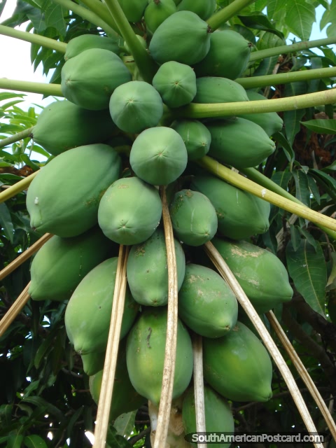 Mango en Pantanal. (480x640px). Brasil, Sudamerica.