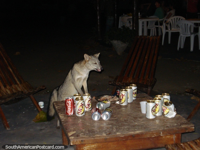 Un zorro visita la granja de Santa Clara para banquetear y beber restos, Pantanal. (640x480px). Brasil, Sudamerica.
