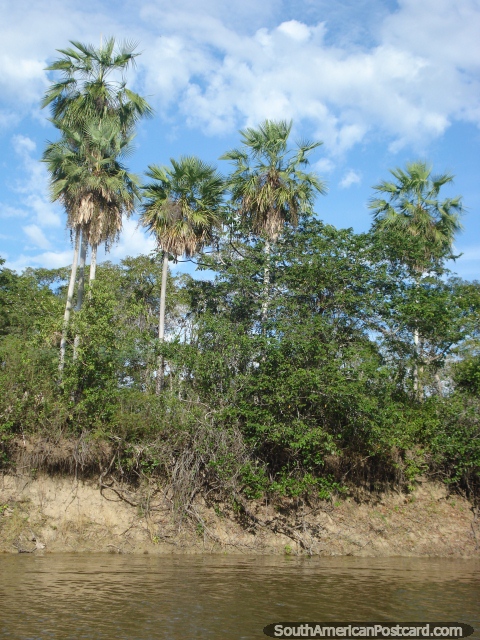Riberas y palmeras en Pantanal. (480x640px). Brasil, Sudamerica.