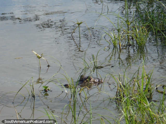 A beady eyed caiman in the river amongst reeds in the Pantanal. (640x480px). Brazil, South America.