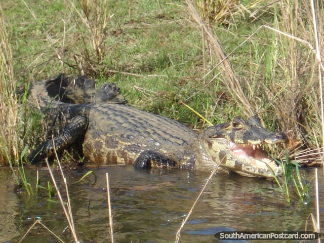 An alligator on the river bank in the Pantanal. (640x480px). Brazil, South America.