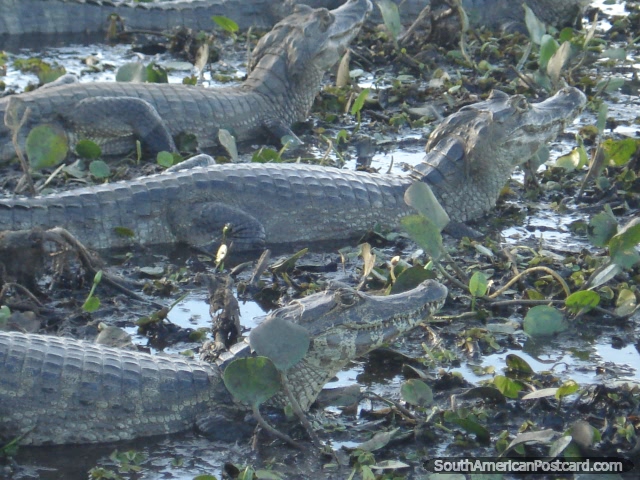 Caiman soaking in the cool mud and lily leaves, Pantanal. (640x480px). Brazil, South America.