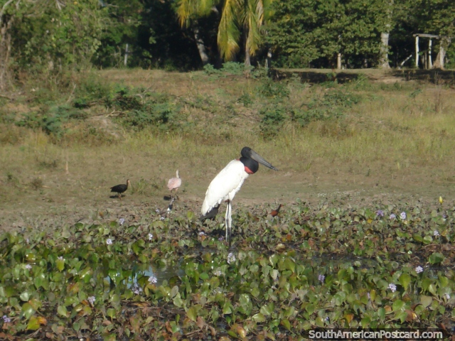 Una Cigea Jabiru blanca grande y otras aves en Pantanal. (640x480px). Brasil, Sudamerica.