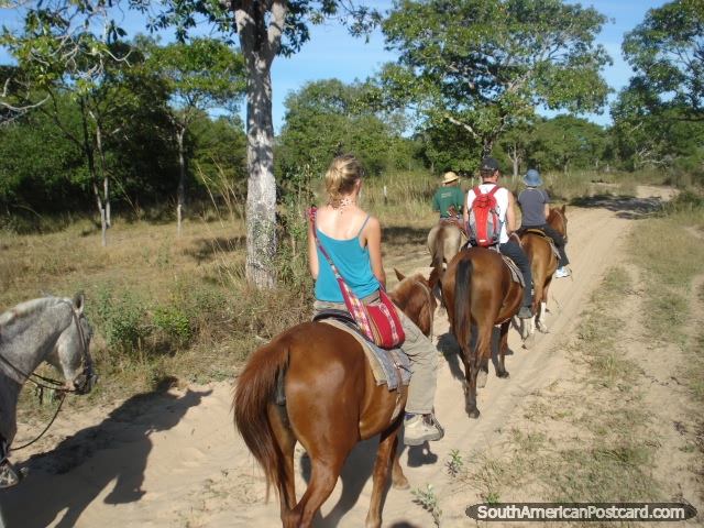 Group horse riding in the Pantanal. (640x480px). Brazil, South America.