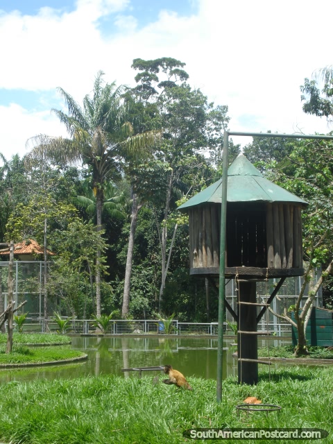 Los monos juegan en su gran área en medio del Zooilógico CIGS en Manaus. (480x640px). Brasil, Sudamerica.
