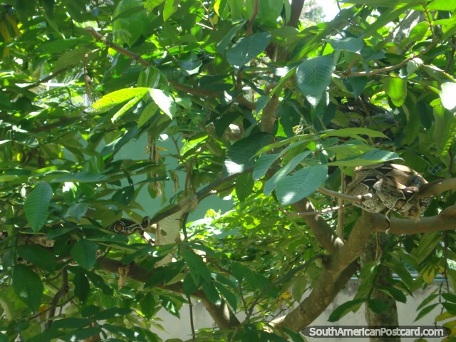 Boá e Cobras de Pitão em uma árvore em Jardim zoológico CIGS em Manaus. (640x480px). Brasil, América do Sul.