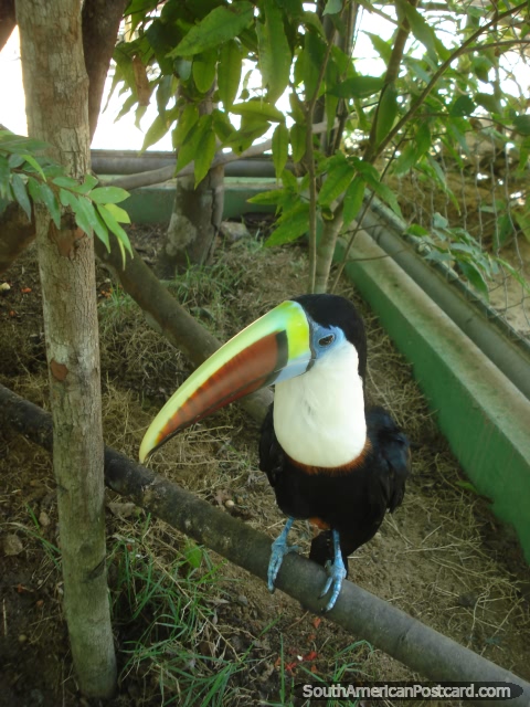 Tucan at CIGS Zoo, Manaus. (480x640px). Brazil, South America.